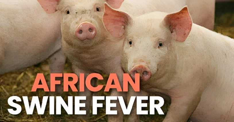 African Swine Fever Swine Fever Outbreak ASF Impact