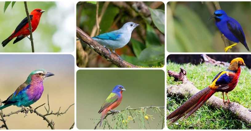 Beautiful Birds Global Symphony Earth's Most Elegant Feathers Birds of Elegance Worldwide