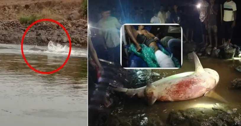 India Trending Palghar Shark Attack
