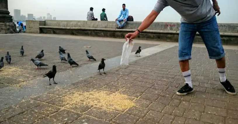 India Trending Feeding Pigeons