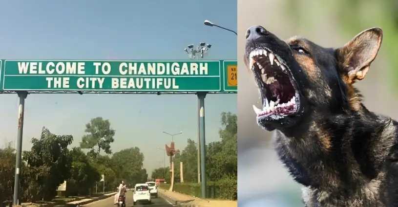 Punjab Trending Chandigarh