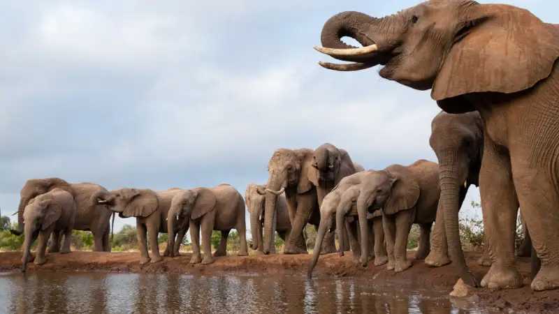 Trending Botswana Botswana-Elephants