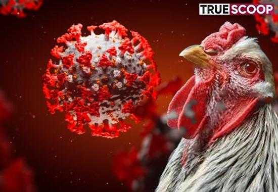human-case-H3N8 H3N8-BIRD-FLU avian-flu