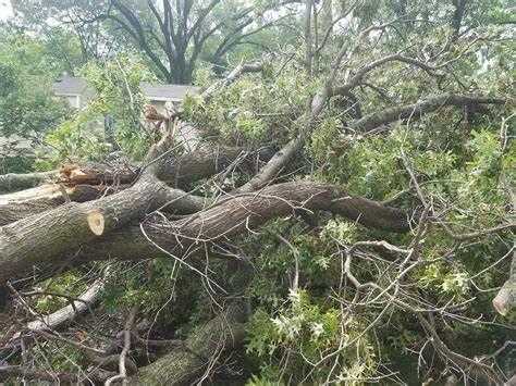 Monsoon -Girl-Child-Died -Tree-Felling-Over-The-Fence