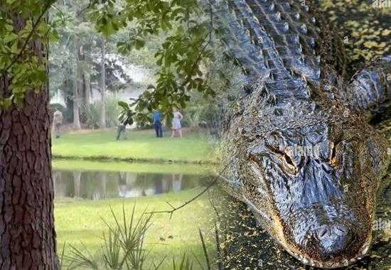 South-Carolina-Alligator-attack Florida-Alligator-Attack Alligator-South-Carolina