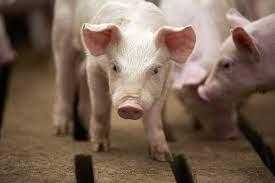 Patiala-epi-center African-Swine-Fever Pigs-fever