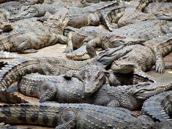 Brazil Brazil-Crocodiles Brazil-Crocodiles-Video