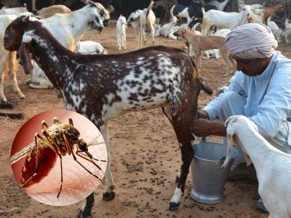 Dengue Dengue-Goat-Milk Dengue-Papaya-Leaves