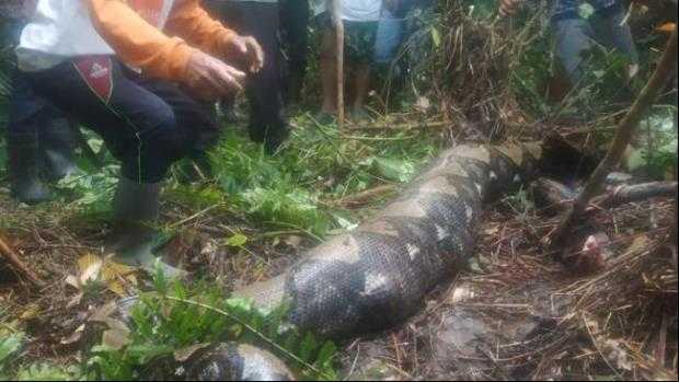 Python-swallowed-woman 22-feet-python-swallowed-woman woman-swallowed-by-python-in-Indonesia