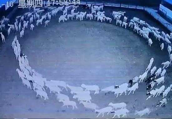 China-Sheep-Circle China-Sheep-Circle-Walking China-Sheep-Circle-Walking-Video