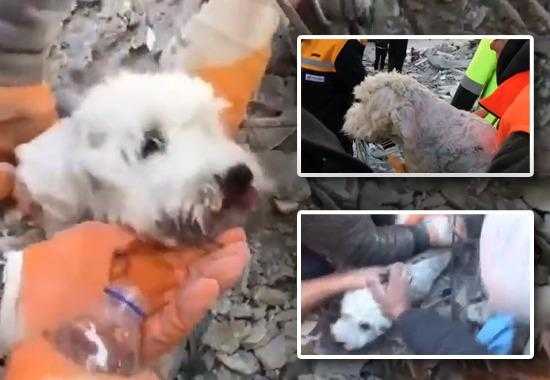 Turkey-Earthquake Turkey-Earthquake-Dog-Rescue Dog-Rescue-Turkey-Earthquake-Video