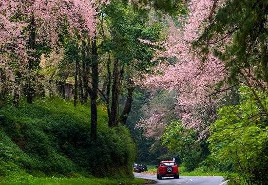 Cherry-Blossom-India Spring-Season-Cherry-Blossom-India 5-Indian-Places-Spring-Season-Cherry-Blossom-India