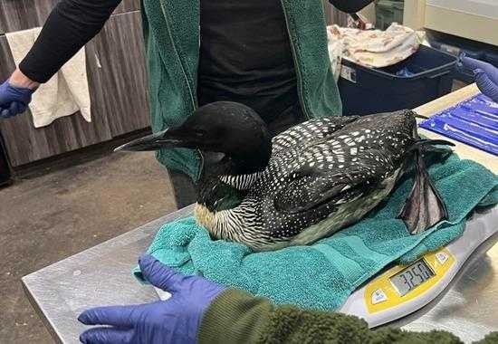 Northern-Wisconsin Loon-Fallout Northern-Wisconsin-Loon-Fallout