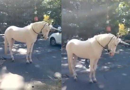 New-Delhi-Unicorn Delhi-Unicorn New-Delhi-Unicorn-Video