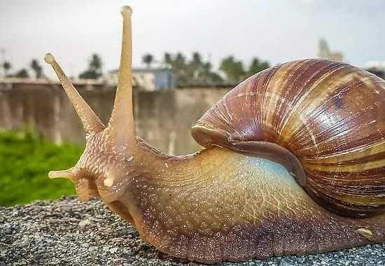 South-Florida-Giant-Snail South-Florida-Giant-African-Snail Broward-County-Giant-Snail