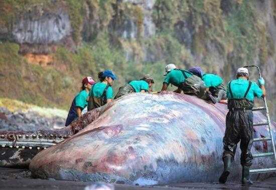 Sperm-Whale -Sperm-Whale-Floating-Gold -Sperm-Whale-Killed