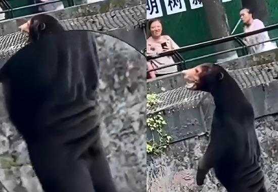 Hangzhou-Zoo Hangzhou-Zoo-Sun-Bear Hangzhou-Zoo-Sun-Bear-Video