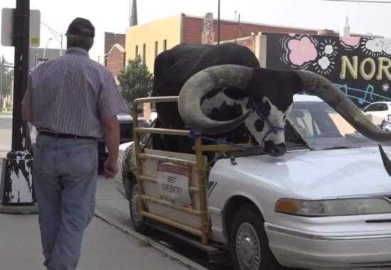 Nebraska-Police-Watusi-bull Nebraska-Watusi-bull-Car-Driving Howdy-Doody-Watusi-bull