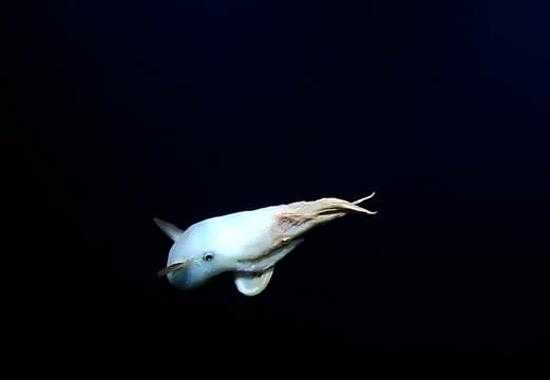 Deep-sea-Creatures Ocean-Exploration Dumbo-Octopus